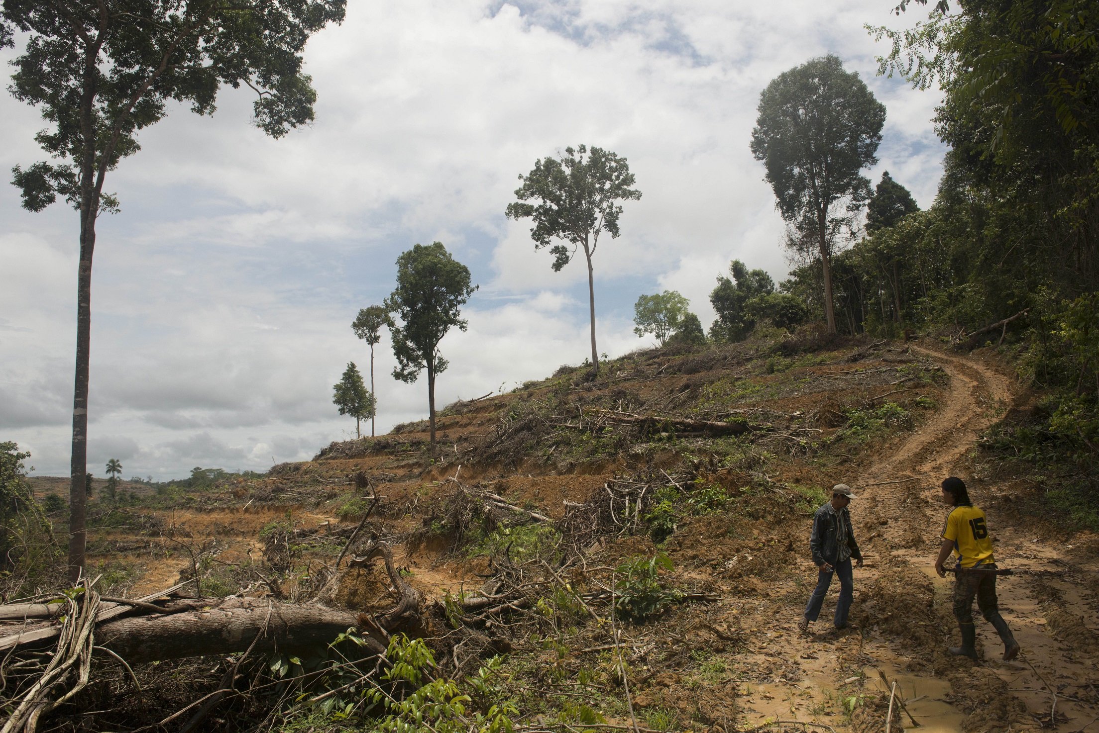 Mannen uit het dorp Muara Tae lopen over land dat een paar dagen ervoor nog regenwoud was. Nu komt er een palmolieplantage. Foto: Hollandse Hoogte